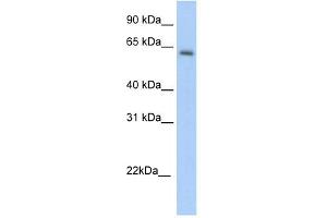 Anxa6 antibody (20R-1257) used at 0. (ANXA6 antibody  (C-Term))