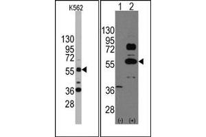 Image no. 1 for anti-SRY (Sex Determining Region Y)-Box 9 (SOX9) (N-Term) antibody (ABIN356879) (SOX9 antibody  (N-Term))