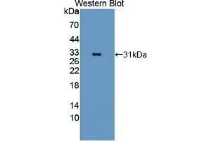 ANGPTL5 Antikörper  (AA 141-383)