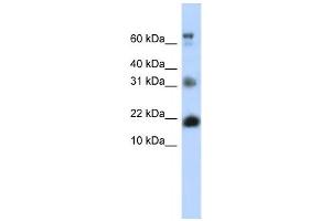 Western Blotting (WB) image for anti-BUD31 Homolog (BUD31) antibody (ABIN2458318) (BUD31 antibody)