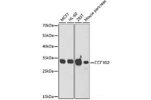 Western blot analysis of extracts of various cell lines using EEF1B2 Polyclonal Antibody at dilution of 1:1000. (EEF1B2 antibody)