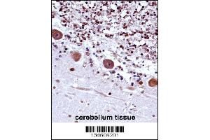 TRA2B Antibody immunohistochemistry analysis in formalin fixed and paraffin embedded human cerebellum tissue followed by peroxidase conjugation of the secondary antibody and DAB staining. (TRA2B antibody  (AA 208-237))