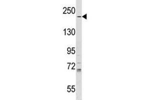 IQGAP1 antibody western blot analysis in T47D lysate. (IQGAP1 antibody  (AA 256-285))