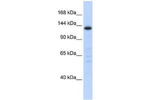 Western Blotting (WB) image for anti-Splicing Factor 3b, Subunit 3, 130kDa (SF3B3) antibody (ABIN2458526) (SF3B3 antibody)