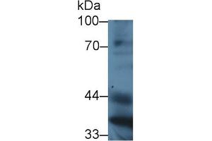 Western Blot; Sample: Mouse Liver lysate; ;Primary Ab: 3µg/ml Rabbit Anti-Mouse PON1 Antibody;Second Ab: 0. (PON1 antibody  (AA 187-354))