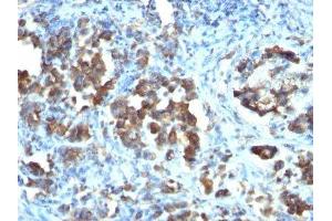 Image no. 2 for anti-Cell Division Cycle 20 Homolog (S. Cerevisiae) (CDC20) antibody (ABIN6185545)