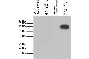 Recombinant influenza proteins were resolved by electrophoresis, transferred to PVDF membrane, and probed with Mouse Anti-Influenza B, Nucleoprotein-HRP. (Influenza Nucleoprotein antibody (Influenza B Virus))