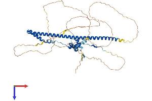 AlphaFold protein structure predicition of Mouse Recombinant Spats2 Protein, UniprotID Q8K1N4 (SPATS2 Protein (AA 1-545) (His tag))
