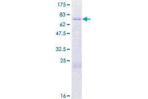 ARMCX3 Protein (AA 1-379) (GST tag)