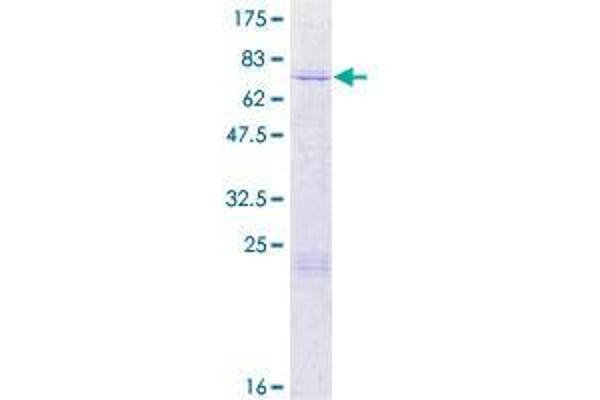 ARMCX3 Protein (AA 1-379) (GST tag)