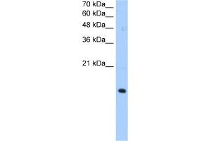 WB Suggested Anti-PILRA Antibody Titration:  0. (PILRA antibody  (N-Term))