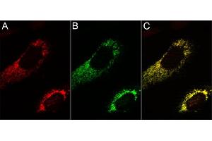 3T3 cells transfected with the mitochondrial marker TOM70-mTagBFP (A, false color illustration in red), stained with anti-TagBFP Atto488 (B, green). (Recombinant Blue Fluorescent Protein antibody  (Atto 488))