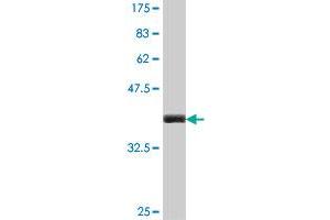 anti-Tumor Necrosis Factor (Ligand) Superfamily, Member 18 (TNFSF18) (AA 68-177) antibody