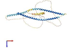 AlphaFold protein structure predicition of Human Recombinant GOLGA8DP Protein, UniprotID Q0D2H9 (GOLGA8DP Protein (AA 1-430) (His tag))