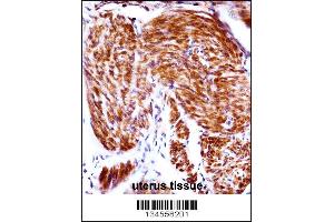 PAEP Antibody immunohistochemistry analysis in formalin fixed and paraffin embedded human uterus tissue followed by peroxidase conjugation of the secondary antibody and DAB staining.