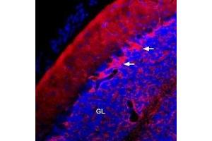 Expression of KV1. (KCNA1 antibody  (Extracellular) (Atto 594))