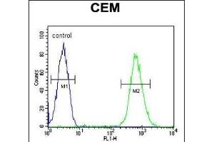 CD37 Antibody (Center) (ABIN654668 and ABIN2844364) flow cytometric analysis of CEM cells (right histogram) compared to a negative control cell (left histogram). (CD37 antibody  (AA 101-130))