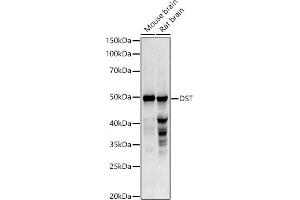 Western blot analysis of extracts of various cell lines, using DST antibody (ABIN3022722, ABIN3022723, ABIN3022724 and ABIN6219179) at 1:1000 dilution. (Dystonin antibody  (AA 1-270))