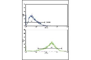 Flow cytometric analysis of HepG2 cells using AP2A2 Antibody (bottom histogram) compared to a negative control cell (top histogram). (AP2A2 antibody  (AA 610-637))