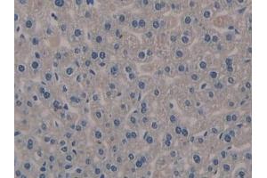 Detection of KL in Mouse Liver Tissue using Polyclonal Antibody to Klotho (KL) (Klotho antibody  (AA 516-955))