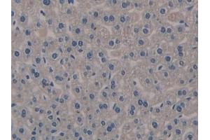 Detection of KL in Mouse Liver Tissue using Polyclonal Antibody to Klotho (KL) (Klotho antibody  (AA 516-955))