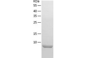 Western Blotting (WB) image for Histatin 3 (HTN3) (AA 20-51) protein (His tag) (ABIN7285436) (HTN3 Protein (AA 20-51) (His tag))
