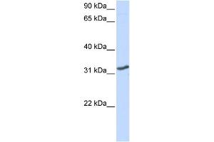 WB Suggested Anti-DLX3 Antibody Titration: 0. (DLX3 antibody  (N-Term))