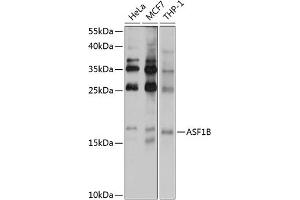 Western blot analysis of extracts of various cell lines, using B antibody (ABIN6129938, ABIN6137176, ABIN6137177 and ABIN6222167) at 1:1000 dilution. (ASF1B antibody  (AA 63-202))
