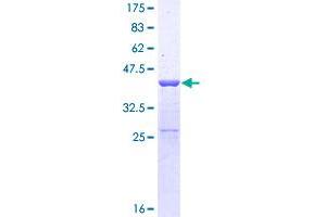 SUPT4H Protein (AA 1-117) (GST tag)