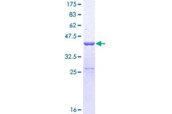 SUPT4H Protein (AA 1-117) (GST tag)