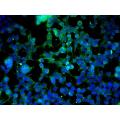 anti-Cadherin 5 (CDH5) (AA 601-700) antibody