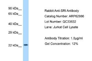 Western Blotting (WB) image for anti-Sorcin (SRI) (Middle Region) antibody (ABIN2789323)