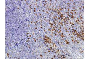 Immunoperoxidase of monoclonal antibody to GLRX on formalin-fixed paraffin-embedded human tonsil. (Glutaredoxin 1 antibody  (AA 1-106))