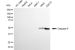 Western blotting analysis using caspase 9 antibody (ABIN7797909).