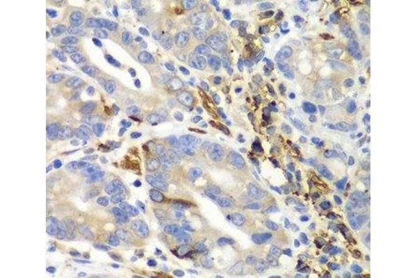 AIMP1 antibody
