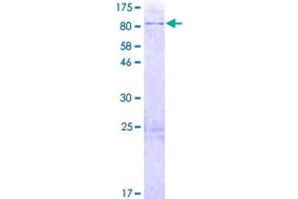 MBTPS1 Protein (AA 1-552) (GST tag)