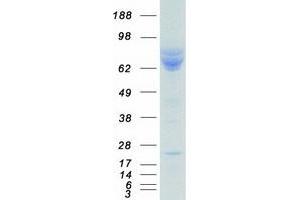 Validation with Western Blot (HSPA9 Protein (Myc-DYKDDDDK Tag))