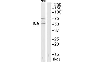 Western blot analysis of extracts from K562 cells, using INA antibody. (INA antibody  (Internal Region))