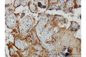 Immunoperoxidase of monoclonal antibody to PLGLB2 on formalin-fixed paraffin-embedded human placenta. (PLGLB2 antibody  (AA 21-96))