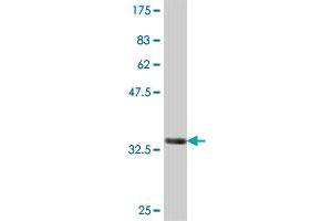 Western Blot detection against Immunogen (35. (GSTO1 antibody  (AA 121-209))