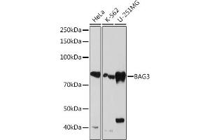 Western blot analysis of extracts of various cell lines, using B Rabbit mAb (ABIN7265850) at 1:1000 dilution. (BAG3 antibody)