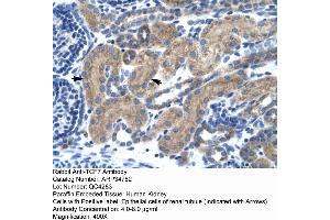 Human kidney (TCF7 antibody  (Middle Region))