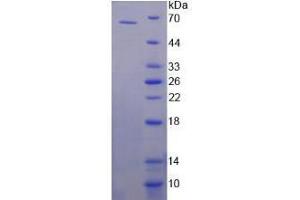 SDS-PAGE analysis of Human Specificity Protein 1 Protein.
