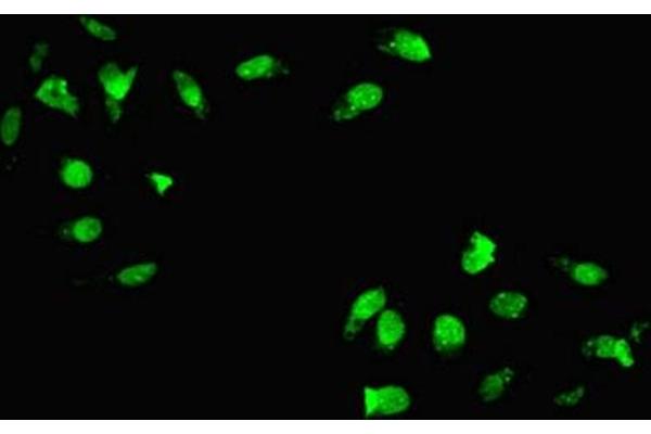 HOXC11 antibody  (AA 10-304)
