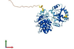 AlphaFold protein structure predicition of Mouse Recombinant Eif4a3 Protein, UniprotID Q91VC3