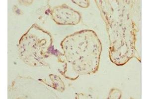 Immunohistochemistry of paraffin-embedded human placenta tissue using ABIN7165626 at dilution of 1:100