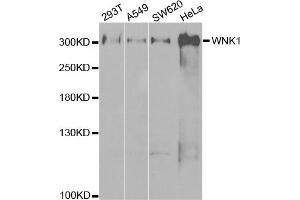 Western Blotting (WB) image for anti-WNK Lysine Deficient Protein Kinase 1 (WNK1) antibody (ABIN1875447) (WNK1 antibody)