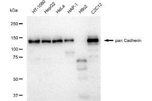 Western blotting analysis using pan Cadherin antibody (ABIN7797823). (Recombinant Cadherin pan antibody)