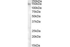 Western Blotting (WB) image for anti-Extended Synaptotagmin-Like Protein 1 (ESYT1) (Internal Region) antibody (ABIN2466508)