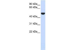 WB Suggested Anti-CD36 Antibody Titration:  0. (CD36 antibody  (N-Term))
